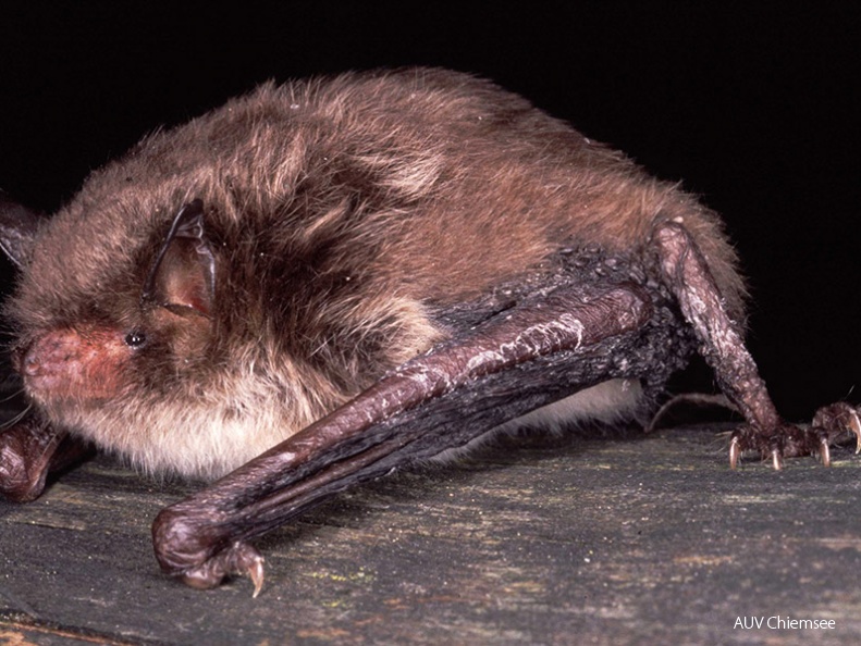 Wasserfledermaus