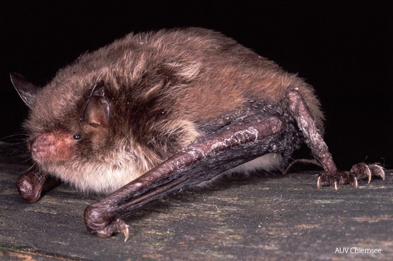 <i>(Myotis daubentonii)</i><br />
Foto: Koordinationsstellen für den Fledermausschutz in Nord- und Südbayern, Dr. Andreas Zahn Fledermausfuehrungen-Waserfledermaus-900.jpg