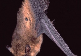 Zwergfledermaus