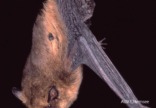 Zwergfledermaus