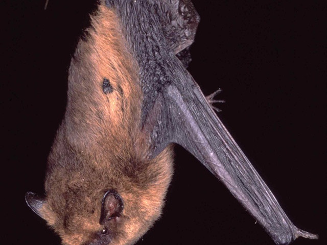 Zwergfledermaus