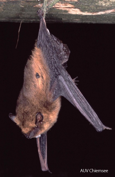 Fledermausfuehrungen-Zwergfledermaus-haengend-640.jpg