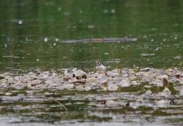 Flußregenpfeifer