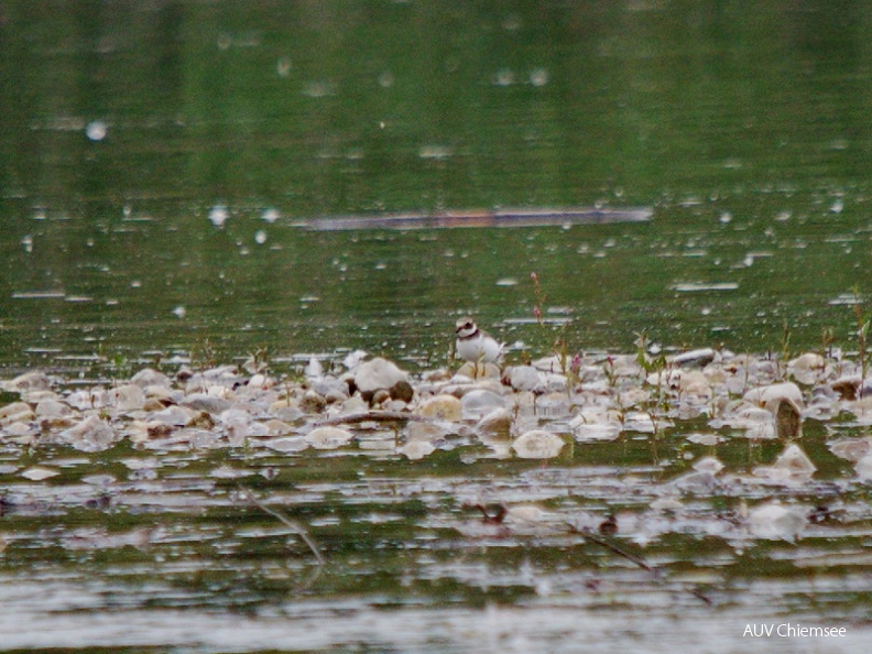 Flußregenpfeifer
Mit einem Klick! zur Fotogeschichte mit weiteren Bildern
Prienmündung / Anfang November 2013 / Foto: Johann Zimmermann
AktNatBeo-131100-jz-Flussregenpfeifer_JZI_2971.jpg