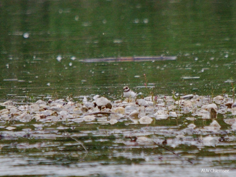 AktNatBeo-131100-jz-Flussregenpfeifer_JZI_2971.jpg