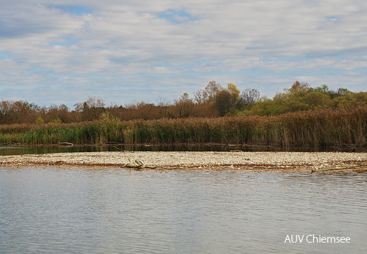 Kiesinsel an der Prienmündung