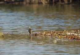 Kampfläufer