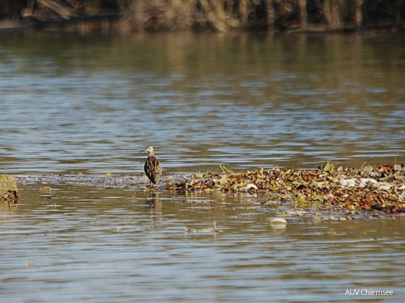 Kampfläufer
Mit einem Klick! zur Fotogeschichte mit weiteren Bildern
Prienmündung / Anfang November 2013 / Foto: Johann Zimmermann
AktNatBeo-131100-jz-Kampflaeufer_JZI_3114.jpg