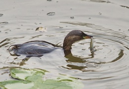 Zwergtaucher