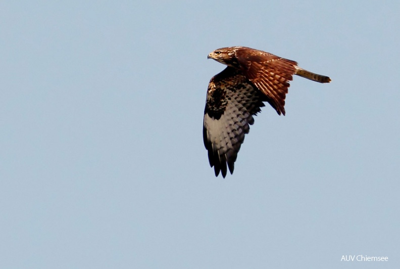 AktNatBeo-131108-mm-Maeusebussard_Manitz.jpg