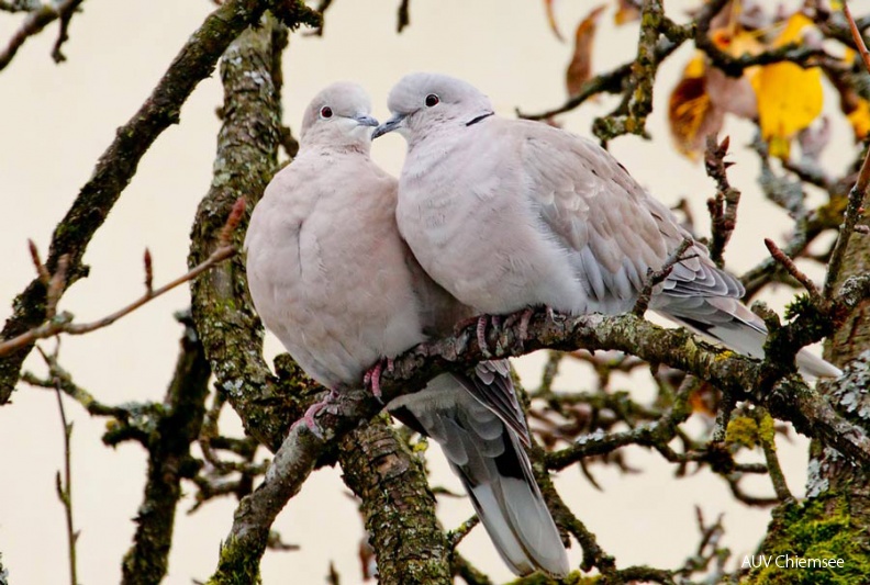 Türkentauben
Mit einem Klick! zur Fotogeschichte mit weiteren Bildern
Zwischen Chieming und Nunhausen / 08. November 2013 / Foto: Michael Manitz
AktNatBeo-131108-mm-Tuerkentaube_Manitz.jpg
