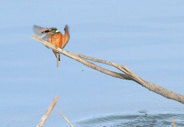 Eisvogel  ...