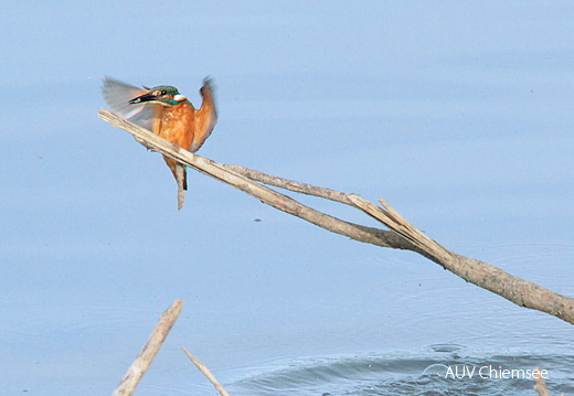 Eisvogel  ...
