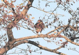 Mäusebussard