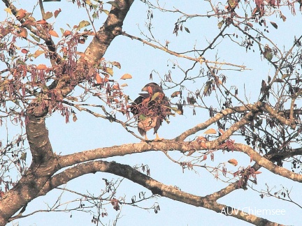 Mäusebussard