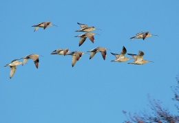 Großer Brachvogel