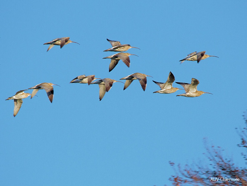 AktNatBeo-131118-dn-IMG_6087_Grosser_Brachvogel_Seebruck_Chiemsee.jpg