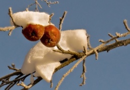 Äpfel mit Schneehäubchen