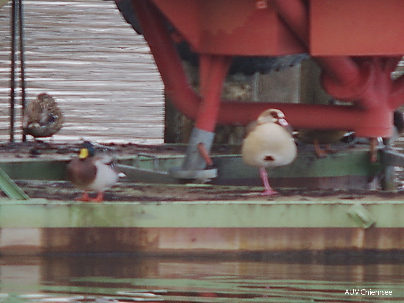 Nilgans