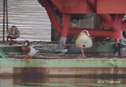 Nilgans