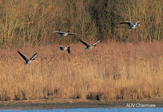 Graugans und Streifengans