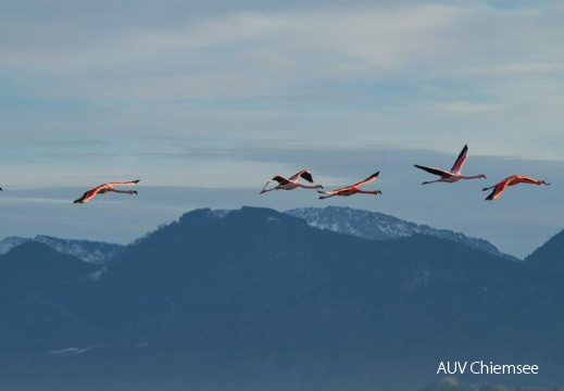 Flamingos