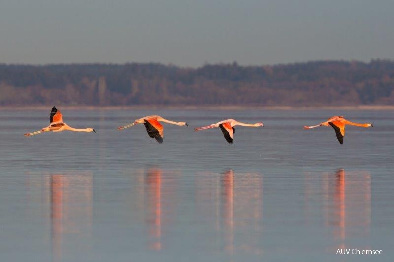 Flamingos  ...