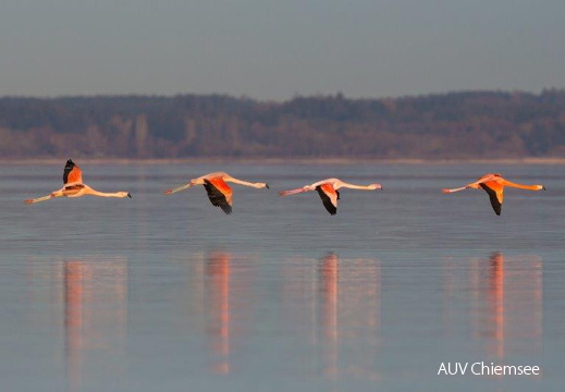 Flamingos  ...