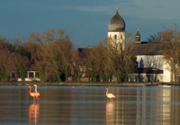 Flamingo vor der Fraueninsel