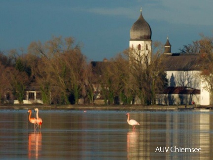 Flamingo vor der Fraueninsel