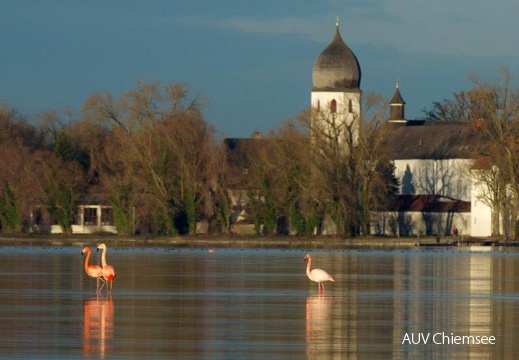 Flamingo vor der Fraueninsel