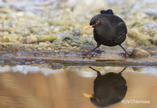 Amsel  ...