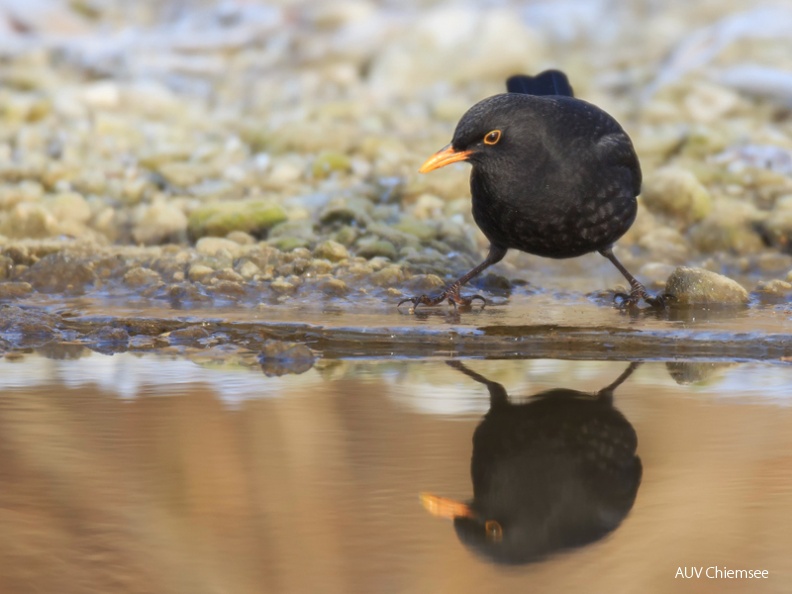 Amsel  ...