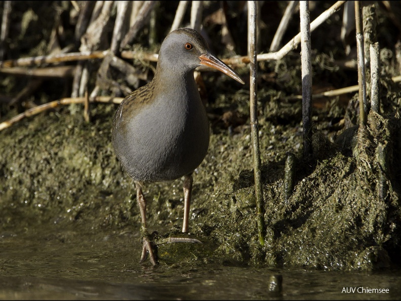 Wasserralle