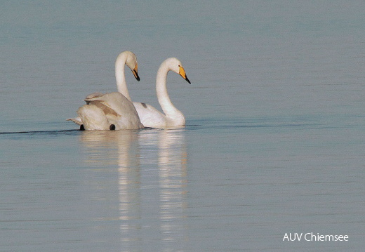 Singschwan  ...