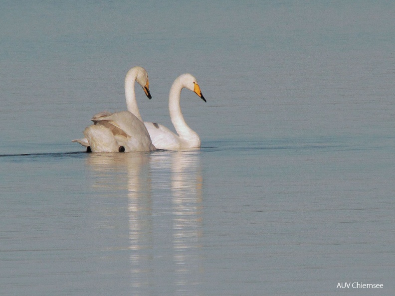 Singschwan  ...