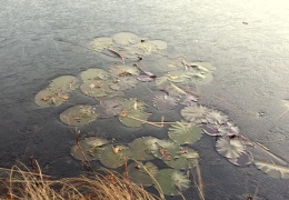 natürliche Eiskunst am Stettener See  ...