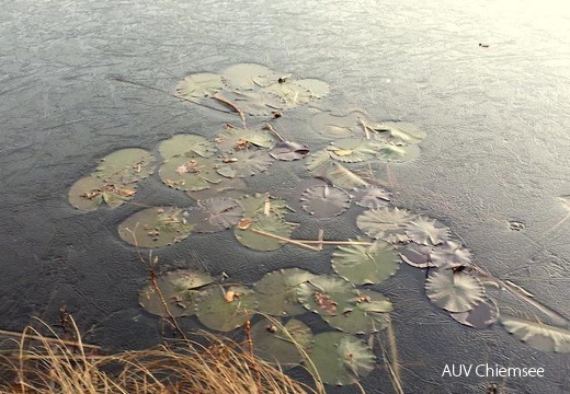 natürliche Eiskunst am Stettener See  ...