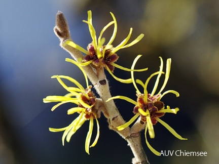 Zaubernuss (Hamamelis)