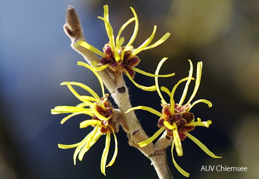 Zaubernuss (Hamamelis)