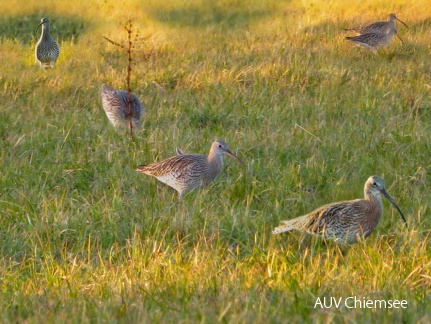 Großer-Brachvogel