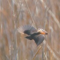 Blaukehlchen im Flug