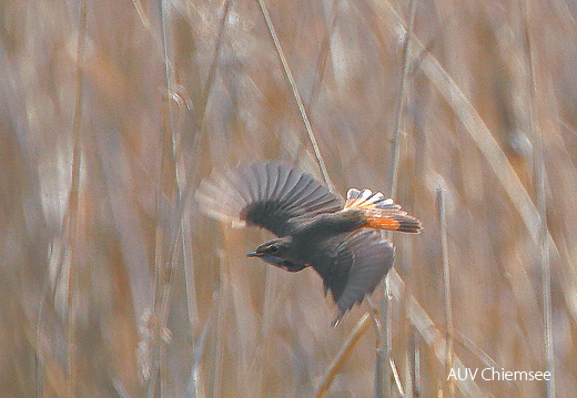Blaukehlchen im Flug