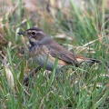 Blaukehlchen Weibchen