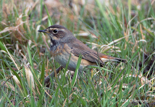 Blaukehlchen Weibchen