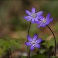 Leberblümchen