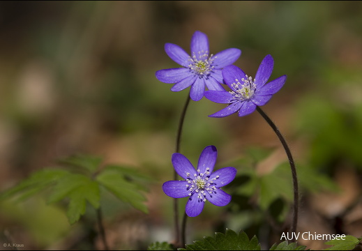 Leberblümchen