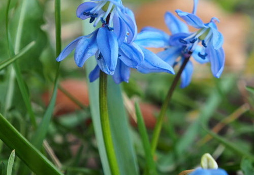 Wilder Blaustern