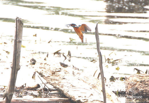 Eisvogel