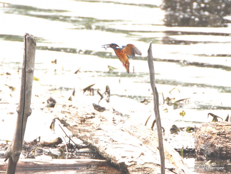 Eisvogel